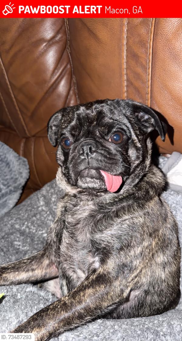 Lost Male Dog last seen Fox road, Macon, GA 31217