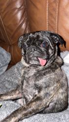 Lost Male Dog last seen Fox road, Macon, GA 31217