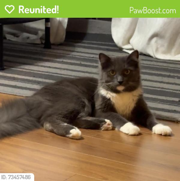 Reunited Male Cat last seen southmere crois, Surrey, BC 