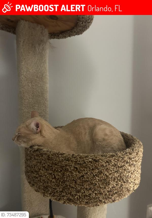 Lost Male Cat last seen Barefoot bay, Orlando, FL 32824