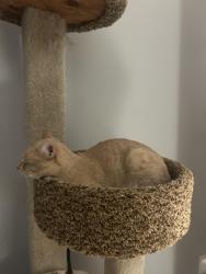 Lost Male Cat last seen Barefoot bay, Orlando, FL 32824