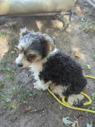 Found/Stray Female Dog last seen Hazel St N and Sherwood Avenue, Saint Paul, MN 55106