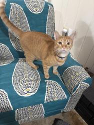 Lost Male Cat last seen Quarterman, Savannah, GA 31410