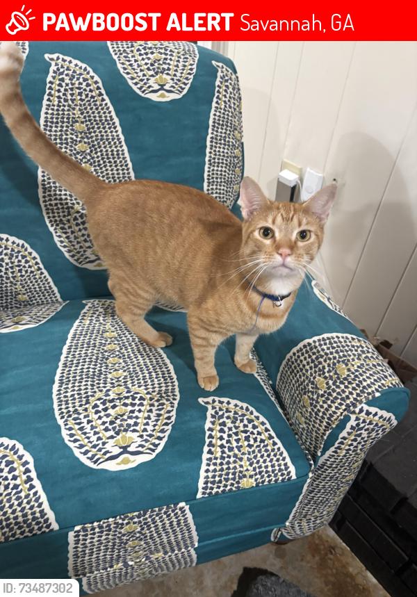 Lost Male Cat last seen Quarterman, Savannah, GA 31410