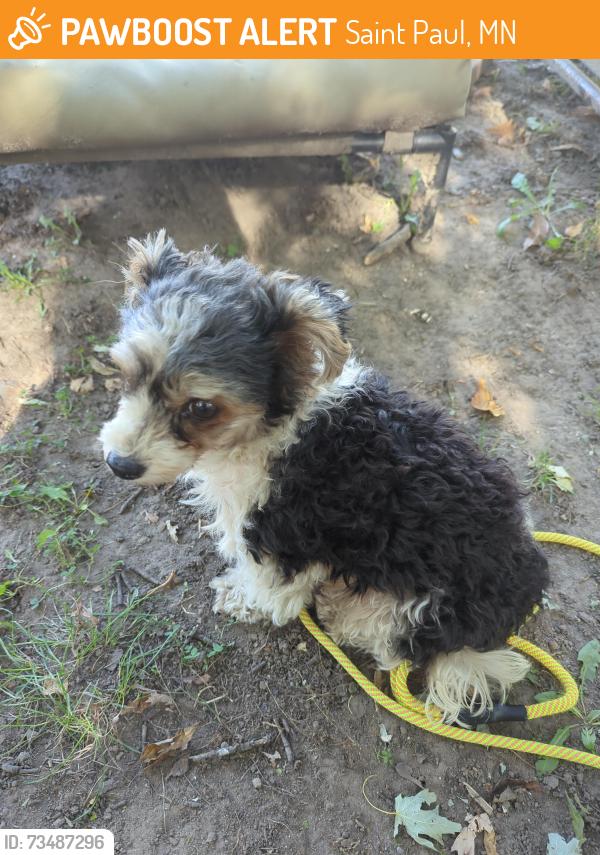 Found/Stray Female Dog last seen Hazel St N and Sherwood Avenue, Saint Paul, MN 55106