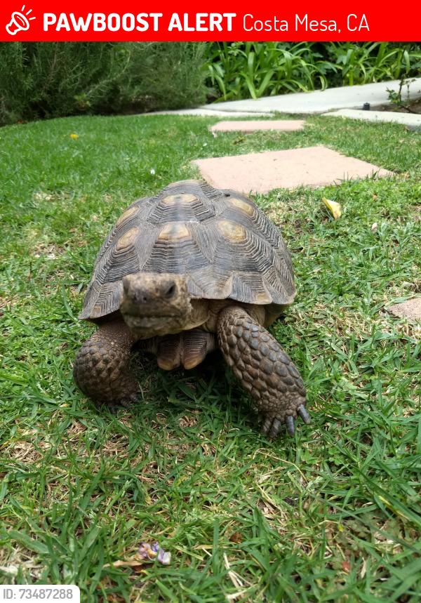 Lost Male Reptile last seen Harbor / Gisler at Mesa Verde, Costa Mesa, CA 92626