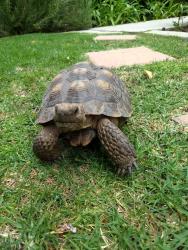 Lost Male Reptile last seen Harbor / Gisler at Mesa Verde, Costa Mesa, CA 92626