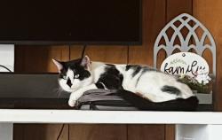 Reunited Female Cat last seen Highcroft Cir, Johnston County, NC 27504