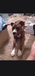 Lost Female Dog last seen Near avie dr, Jennings, MO 63136
