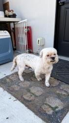 Found/Stray Male Dog last seen College dr and Moorpark, San Jose, CA 95128