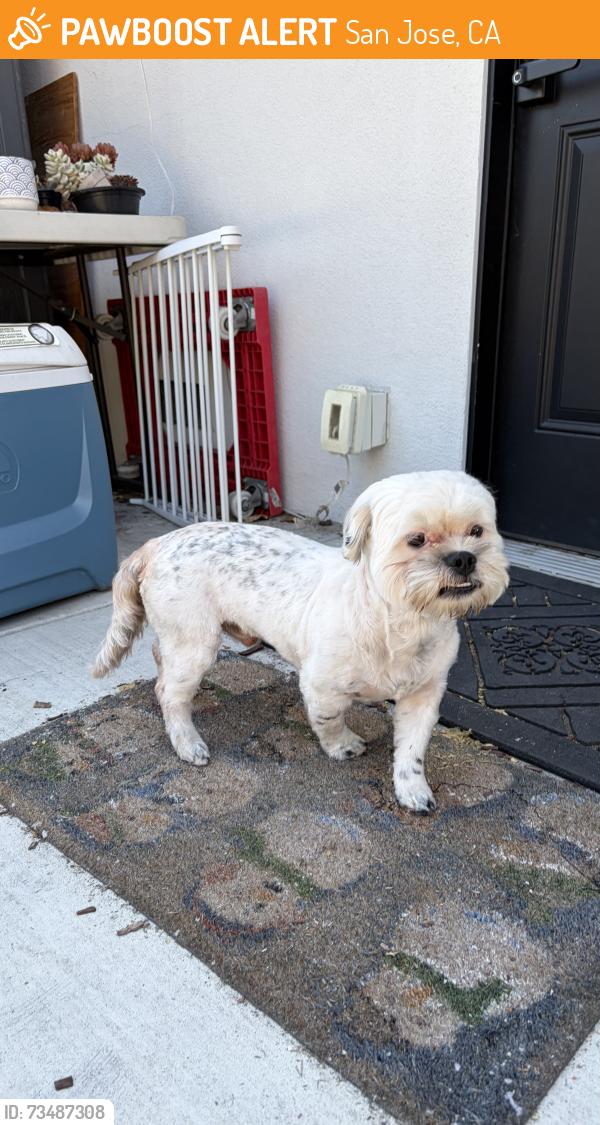 Found/Stray Male Dog last seen College dr and Moorpark, San Jose, CA 95128