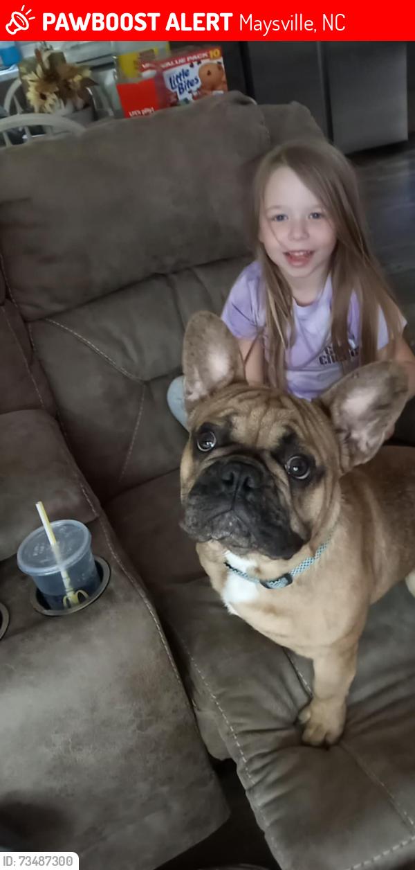 Lost Male Dog last seen Near Hwy 17, Maysville, NC 28555