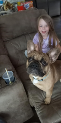 Lost Male Dog last seen Near Hwy 17, Maysville, NC 28555