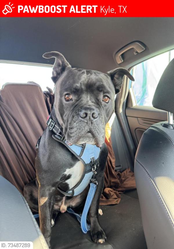 Found/Stray Male Dog last seen Near Dixie Cove, Kyle, TX 78640