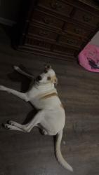 Lost Male Dog last seen Near W Hicks St calhoun, Calhoun, GA 30701