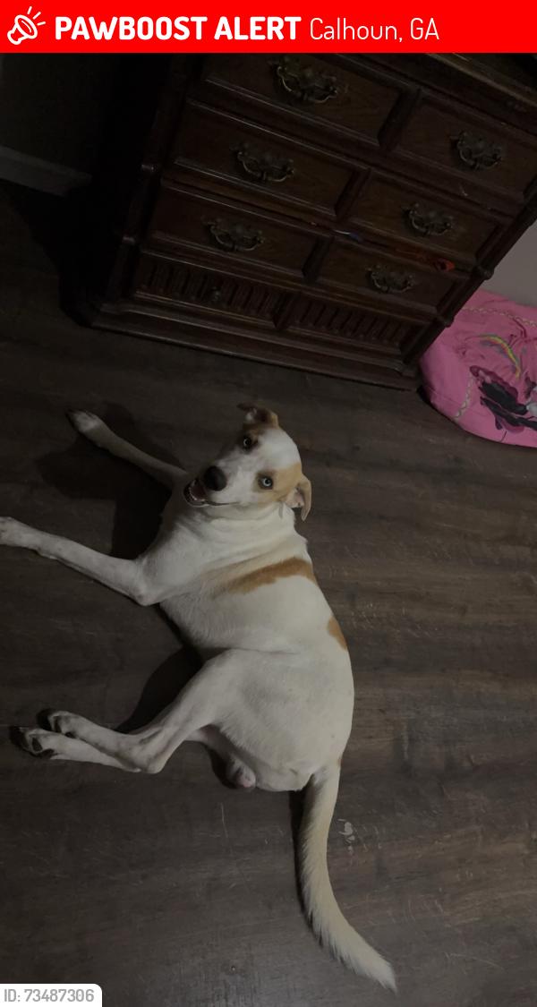 Lost Male Dog last seen Near W Hicks St calhoun, Calhoun, GA 30701