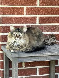 Lost Female Cat last seen Mitchell lane, Rossville, GA 30741