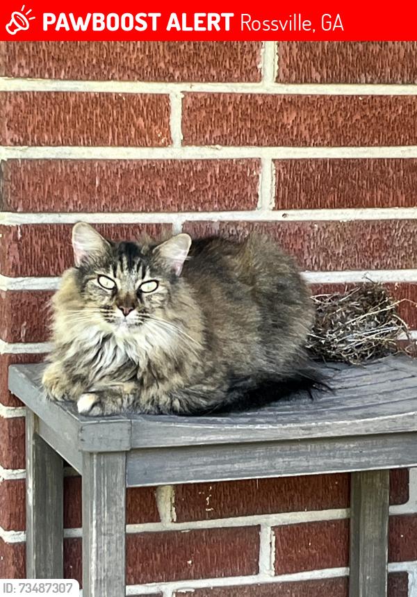 Lost Female Cat last seen Mitchell lane, Rossville, GA 30741