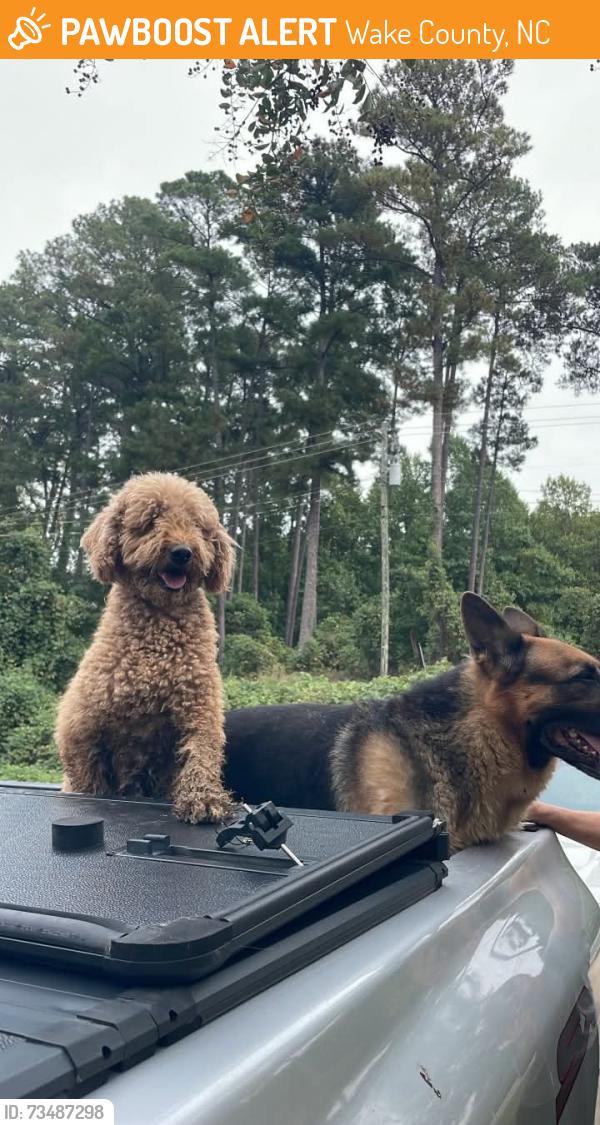 Found/Stray Unknown Dog last seen Near Wendell Blvd, Wake County, NC 27604