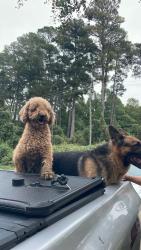 Found/Stray Unknown Dog last seen Near Wendell Blvd, Wake County, NC 27604