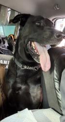 Reunited Unknown Dog last seen Port St Lucie, Port St. Lucie, FL 34986