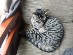 Reunited Male Cat last seen Farmington, Vacaville, CA 95687