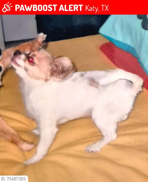 Lost Female Dog last seen pearl lake drive and clay, Katy, TX 77449