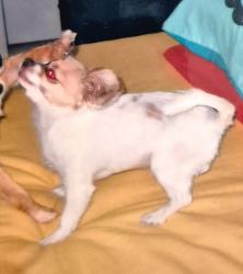 Lost Female Dog last seen pearl lake drive and clay, Katy, TX 77449
