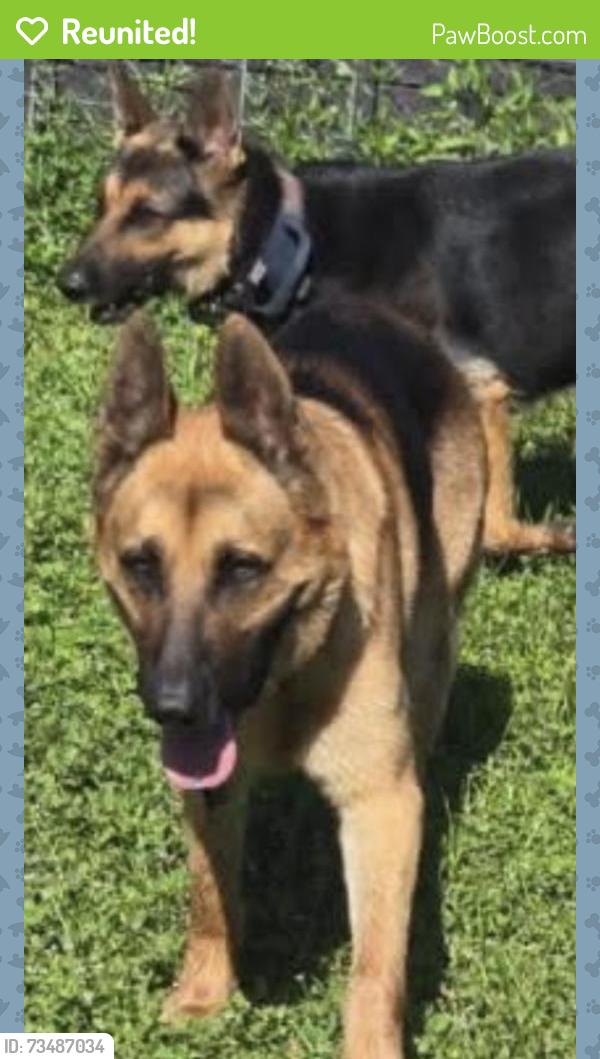 Reunited Male Dog last seen End of rudman road, Volusia County, FL 32764