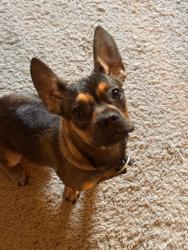 Found/Stray Male Dog last seen Dead People's Stuff, Oklahoma City, OK 73106