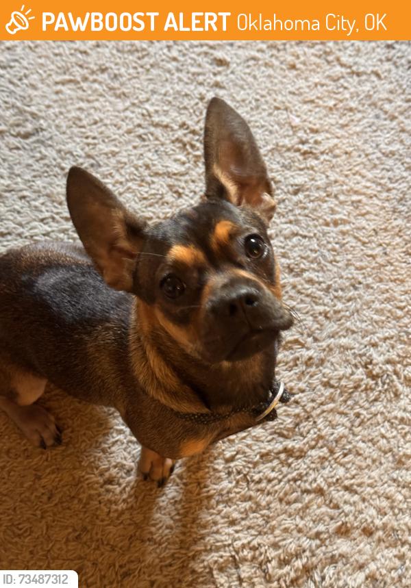 Found/Stray Male Dog last seen Dead People's Stuff, Oklahoma City, OK 73106