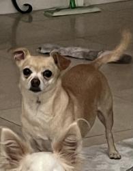 Reunited Female Dog last seen Houston and County Center, Visalia, CA 93291
