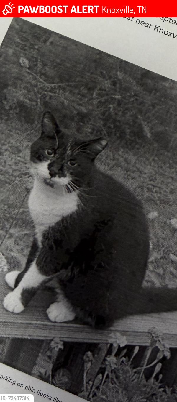 Lost Male Cat last seen Near Sails Way, Knoxville, TN, USA, Knoxville, TN 37932
