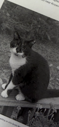 Lost Male Cat last seen Near Sails Way, Knoxville, TN, USA, Knoxville, TN 37932