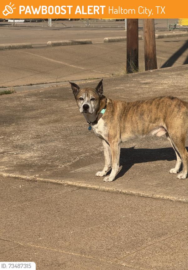 Found/Stray Unknown Dog last seen Minnis Drive, Haltom City, TX 76117