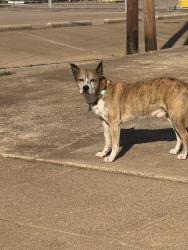Found/Stray Unknown Dog last seen Minnis Drive, Haltom City, TX 76117