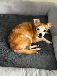 Reunited Male Dog last seen Cordova and Almeira, Coral Gables, FL 33134