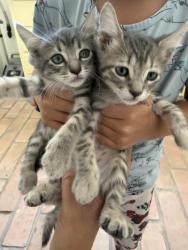 Lost Unknown Cat last seen Robins, Brownsville, TX 78520