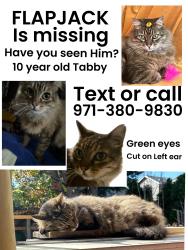 Lost Male Cat last seen Near se center st portland oregon, Portland, OR 97206