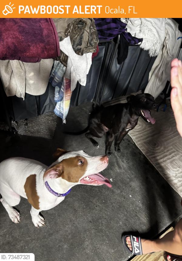 Found/Stray Unknown Dog last seen Snows funeral home, Ocala, FL 34471
