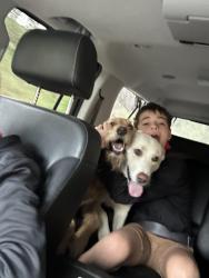 Reunited Female Dog last seen Eagle ridge, Spokane, WA 99224