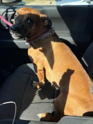 Shelter Stray Female Dog last seen Midwest City, 8485 E Reno Ave, Midwest City, OK 73110, USA