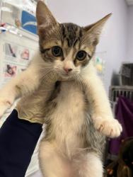 Shelter Stray Female Cat last seen Bexar County, 3353 Morningside Dr, New Braunfels, TX 78132, USA