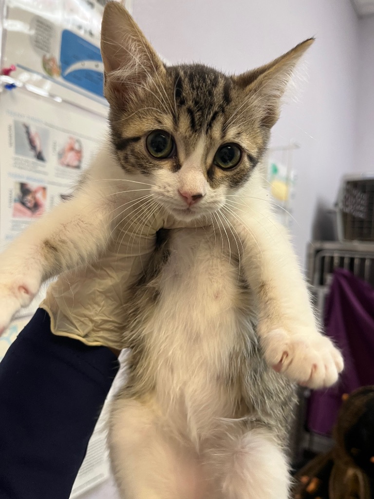 Shelter Stray Female Cat last seen Bexar County, 3353 Morningside Dr, New Braunfels, TX 78132, USA