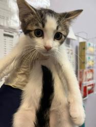 Shelter Stray Male Cat last seen Bexar County, 3353 Morningside Dr, New Braunfels, TX 78132, USA