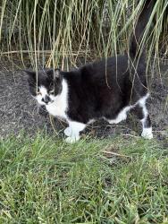 Found/Stray Female Cat last seen Stallion art decor warehouse, Indianapolis, IN 46203