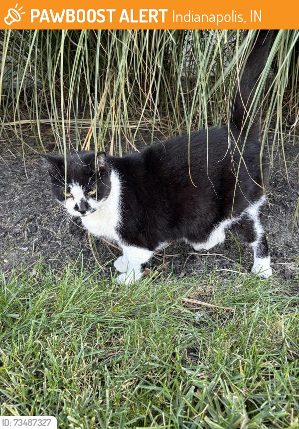 Found/Stray Female Cat last seen Stallion art decor warehouse, Indianapolis, IN 46203