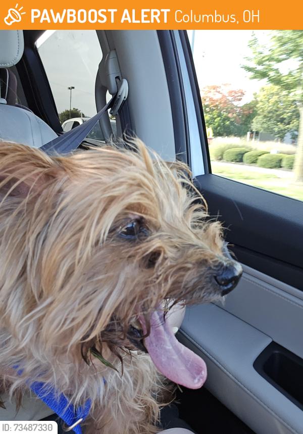 Found/Stray Male Dog last seen Discount Tire, Columbus, OH 43213