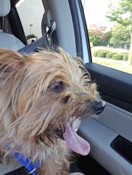 Found/Stray Male Dog last seen Discount Tire, Columbus, OH 43213