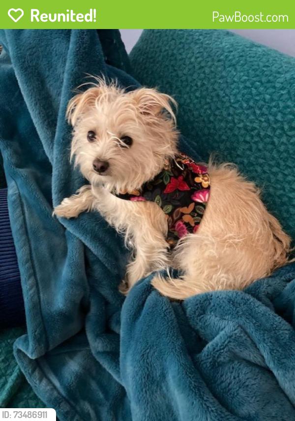 Reunited Female Dog last seen Eubank , Candelaria, Comanche, Moon, Albuquerque, NM 87111